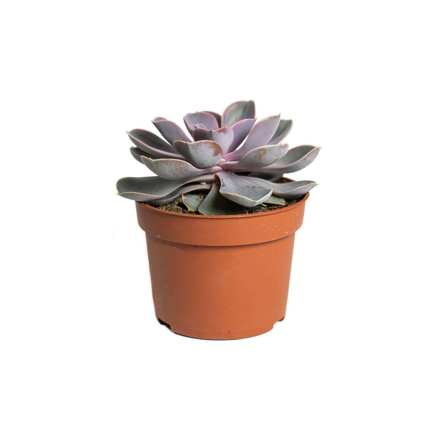 Echeveria Perle von Nurnberg