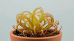 top view of Sundew Drosera Spatulata Rooted Starter Plant live houseplant from Divine Roots