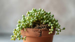 new growth on Senecio Rowleyanus String Of Pearls Rooted Starter Plant live succulent from Divine Roots