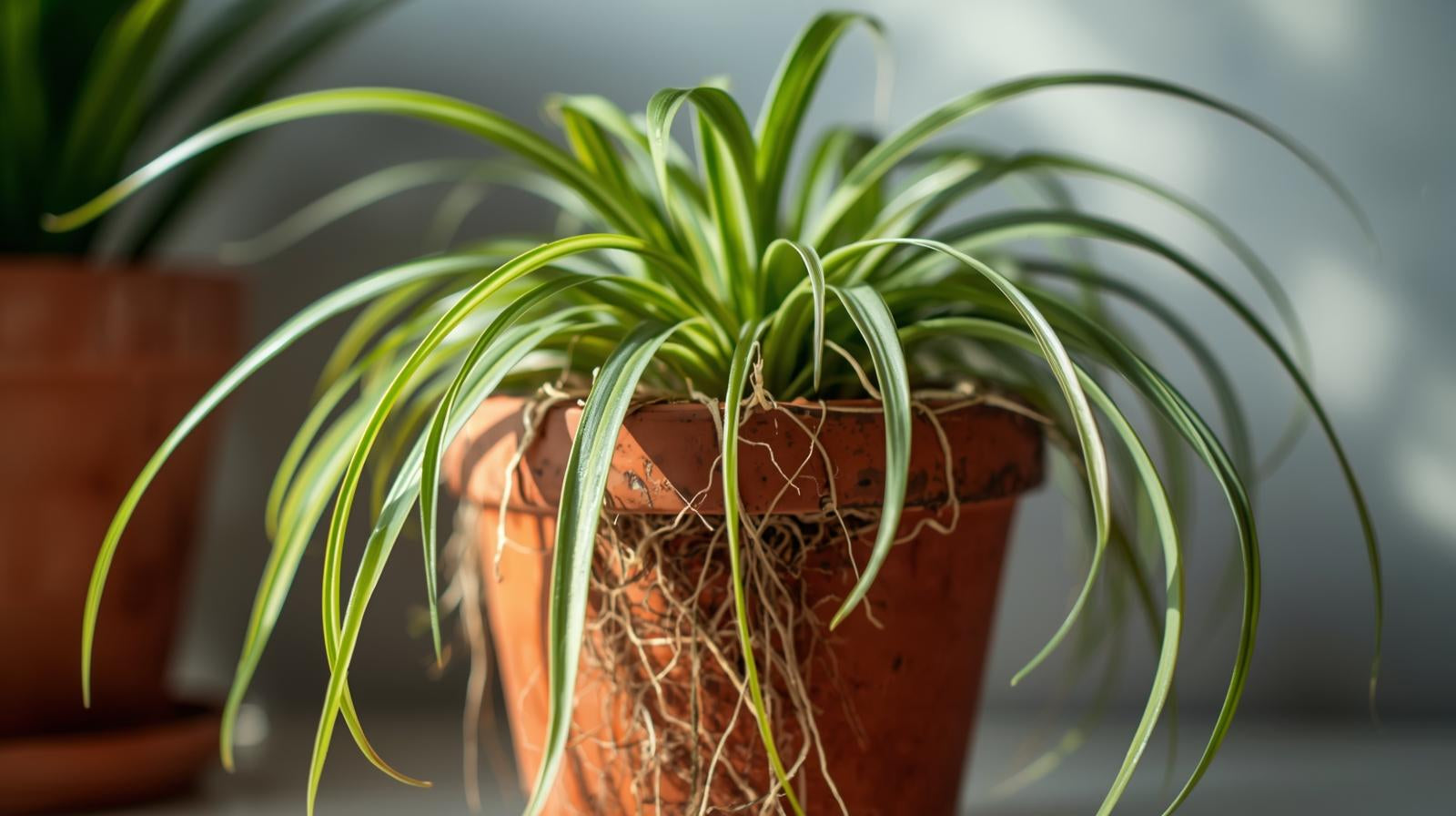 new growth on Chlorophytum Spider Reverse Rooted Starter Plant live spider plant from Divine Roots