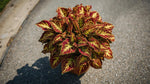 side profile of Coleus Smallwood Driveway Rooted Starter Plant live houseplant from Divine Roots
