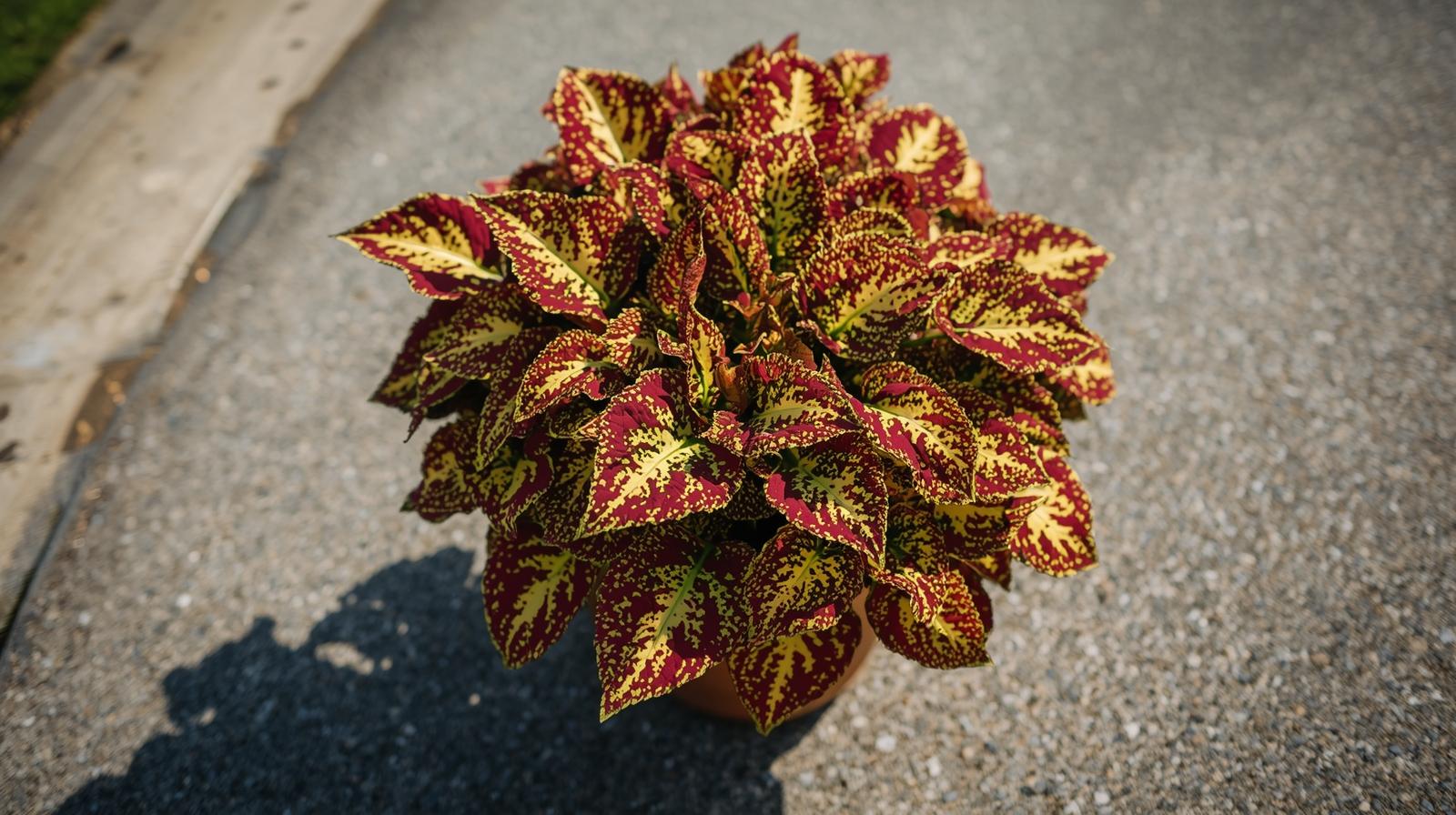 side profile of Coleus Smallwood Driveway Rooted Starter Plant live houseplant from Divine Roots