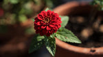 full view of Lantana Dallas Red (Rooted Starter Plant) live houseplant from Divine Roots