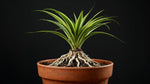 close-up detail of Chlorophytum Spider Reverse Rooted Starter Plant live spider plant from Divine Roots