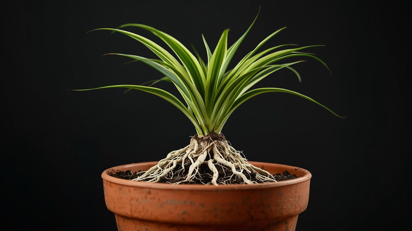 close-up detail of Chlorophytum Spider Reverse Rooted Starter Plant live spider plant from Divine Roots