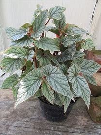 top view of Angel Wing Begonia Frosty Rooted Starter Plant live Begonia from Divine Roots