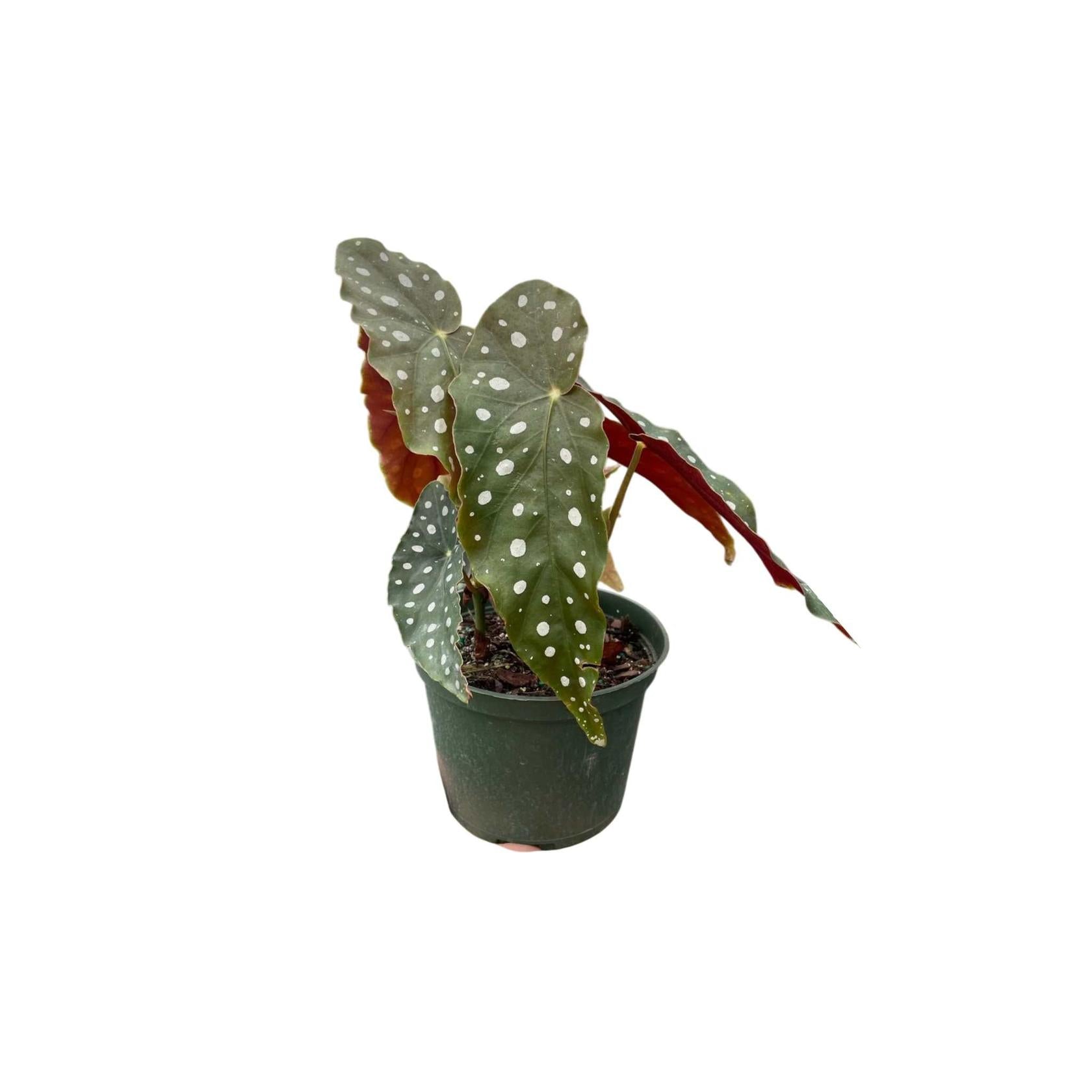 top view of Angel Wing Begonia Maculata live Begonia from Divine Roots