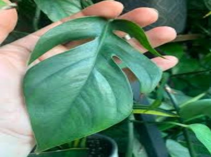 growth pattern of Pothos Baltic Blue (Rooted Starter Plant) live Pothos from Divine Roots