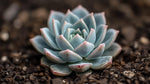 Echeveria Blue Elf Succulent live plant from Divine Roots — photo 5 of 10