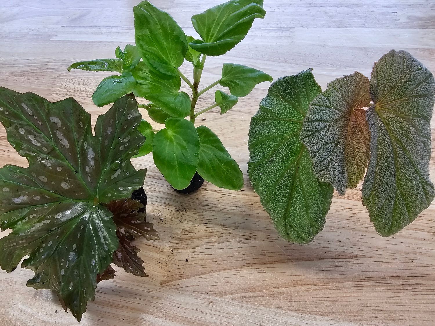 Angel Wing Begonia Assorted Bundle