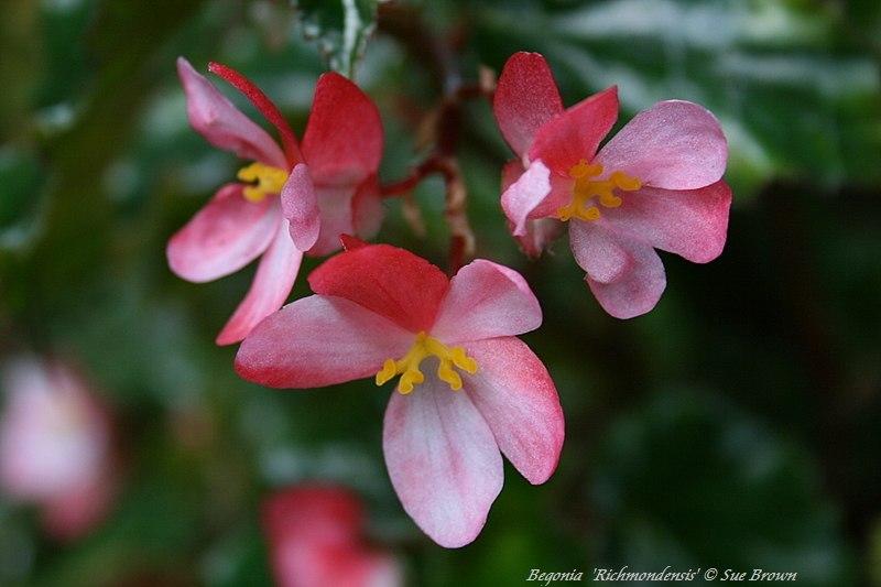 side profile of Angel Wing Begonia Richmondensis Pink Rooted Starter Plant live Begonia from Divine Roots
