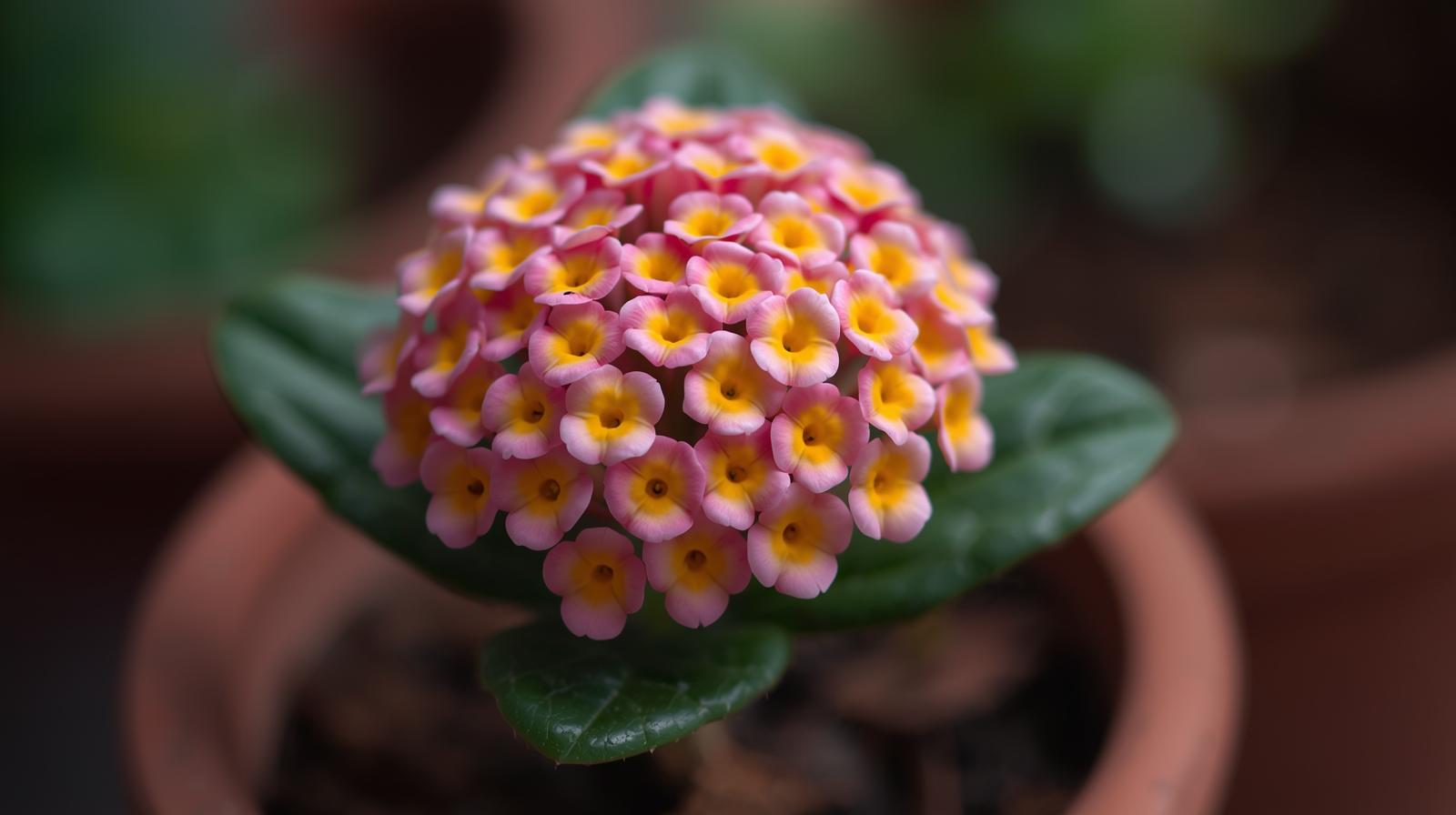 close-up detail of Lantana Wagon Wheel Pink live houseplant from Divine Roots