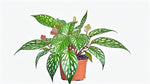 top view of Angel Wing Begonia Medora live Begonia from Divine Roots