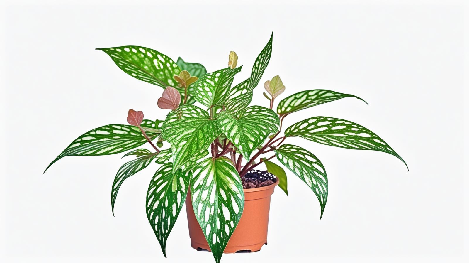 top view of Angel Wing Begonia Medora live Begonia from Divine Roots