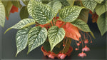 growth pattern of Angel Wing Begonia Snow Capped live Begonia from Divine Roots