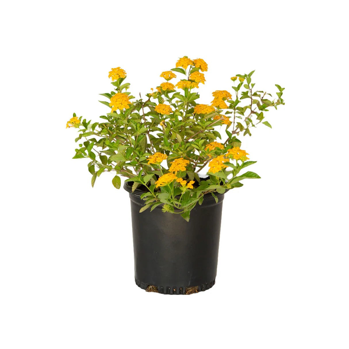 mature specimen of Lantana Spreading Gold Rooted Starter Plant live houseplant from Divine Roots