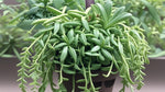 potted Senecio Radieans String Of Bananas Rooted Starter Plant live succulent from Divine Roots