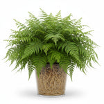 mature specimen of Macho Fern Rooted Starter Plant live fern from Divine Roots