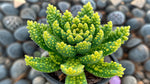 full view of Sedum Acre Succulent Rooted Starter Plant live succulent from Divine Roots