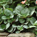 size reference for Plectranthus Swedish Ivy Emerald Lace live trailing plant from Divine Roots