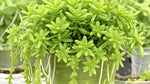 growth pattern of Sedum Rupestre Lemon Ball Rooted Starter Plant live succulent from Divine Roots