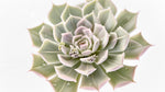 side profile of Echeveria Lola live succulent from Divine Roots