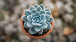 growth pattern of Echeveria Frosty live succulent from Divine Roots