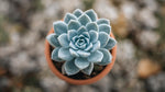 Echeveria Frosty live plant from Divine Roots — photo 5 of 10