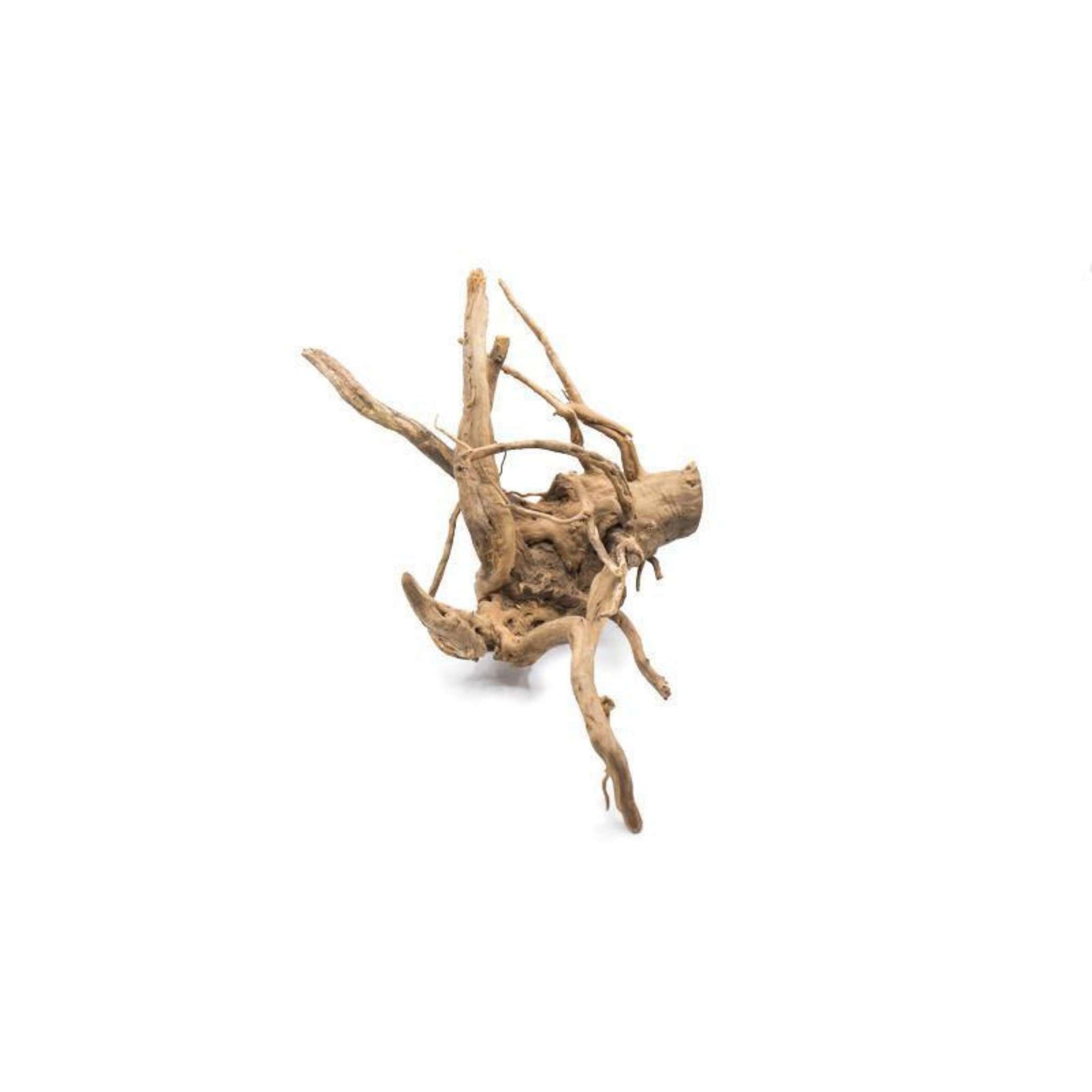 side profile of Aquarium Hardscape DriftWood: SpiderWood live houseplant from Divine Roots