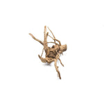 side profile of Aquarium Hardscape DriftWood: SpiderWood live houseplant from Divine Roots