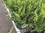 full view of Emerald Queen Australian Sword Fern Rooted Starter Plant live fern from Divine Roots