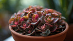 growth pattern of Episcia Pink Panther Succulent live succulent from Divine Roots