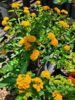 full view of Lantana Spreading Gold Rooted Starter Plant live houseplant from Divine Roots