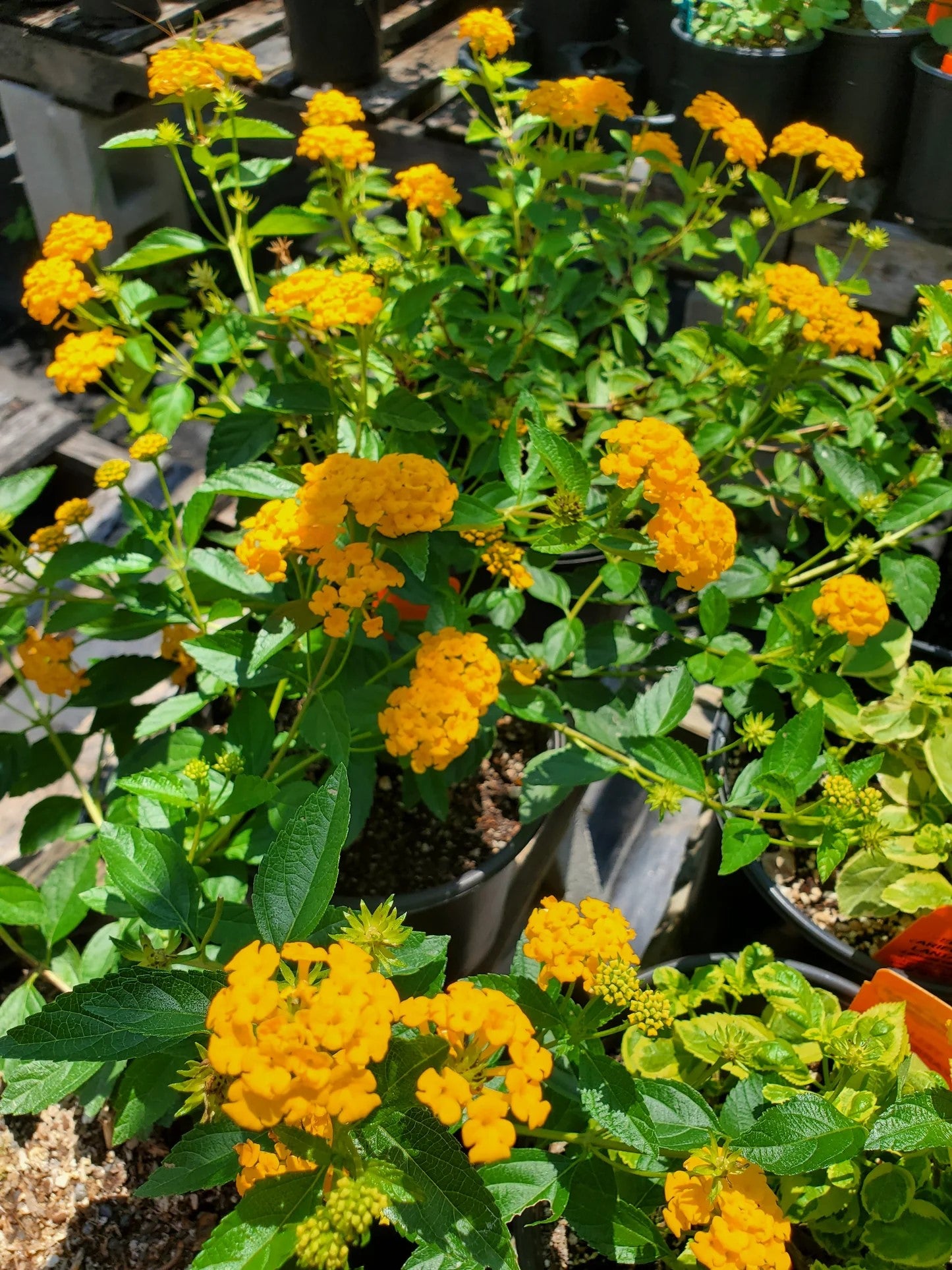full view of Lantana Spreading Gold Rooted Starter Plant live houseplant from Divine Roots
