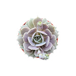 Echeveria Lola live succulent from Divine Roots