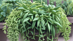 top view of Senecio Radieans String Of Bananas Rooted Starter Plant live succulent from Divine Roots