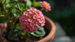 growth pattern of Lantana Wagon Wheel Pink live houseplant from Divine Roots