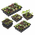 leaf detail of Succulents Assortment Rooted Starter Plant live succulent from Divine Roots