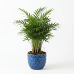detail shot of Bella Palm (Chamaedorea elegans) live palm from Divine Roots