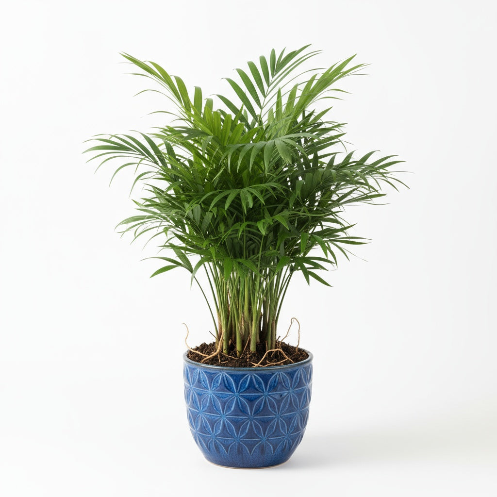 detail shot of Bella Palm (Chamaedorea elegans) live palm from Divine Roots