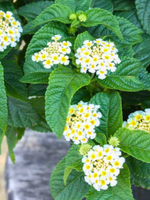 close-up detail of Lantana Buttercup Rooted Starter Plant live houseplant from Divine Roots