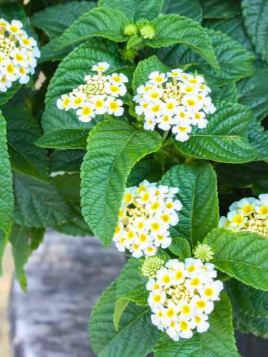close-up detail of Lantana Buttercup Rooted Starter Plant live houseplant from Divine Roots