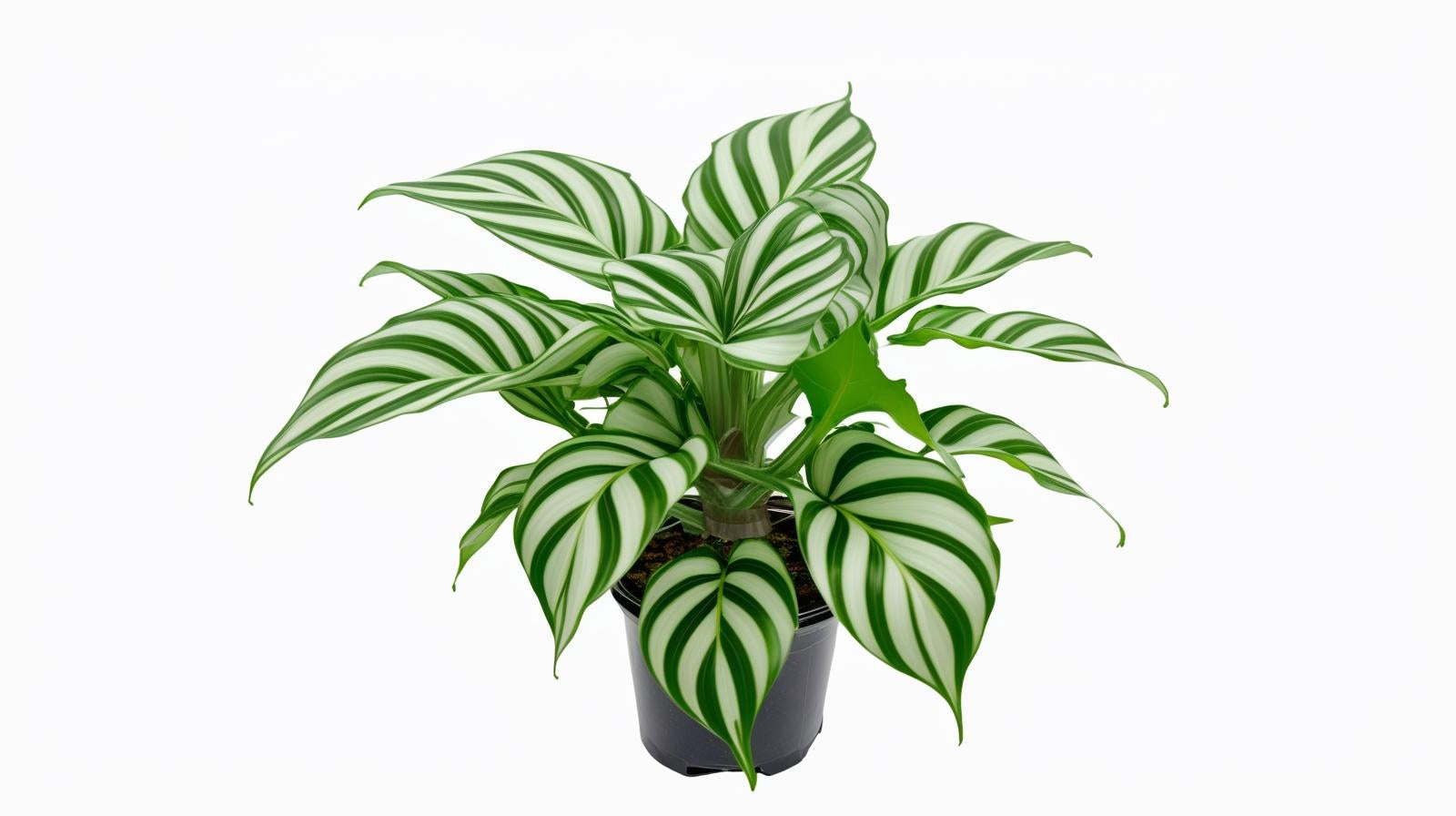 size reference for Calathea Freddie live prayer plant from Divine Roots