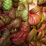top view of Fittonia Terrarium Builder Bundle - 4 Assorted Rooted Plants live plant bundle from Divine Roots