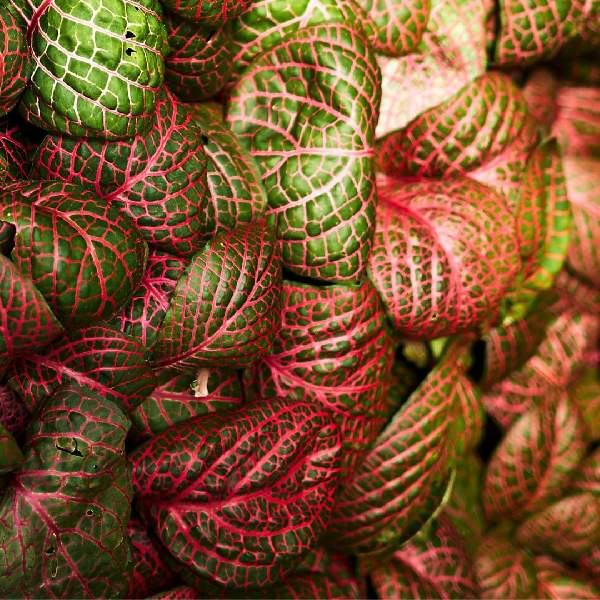 top view of Fittonia Terrarium Builder Bundle - 4 Assorted Rooted Plants live plant bundle from Divine Roots