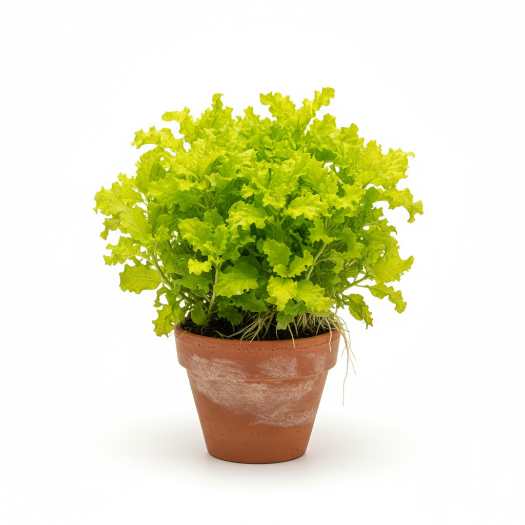 mature specimen of Florida Ruffle “Green Hedge” (Alternanthera sp.) live houseplant from Divine Roots