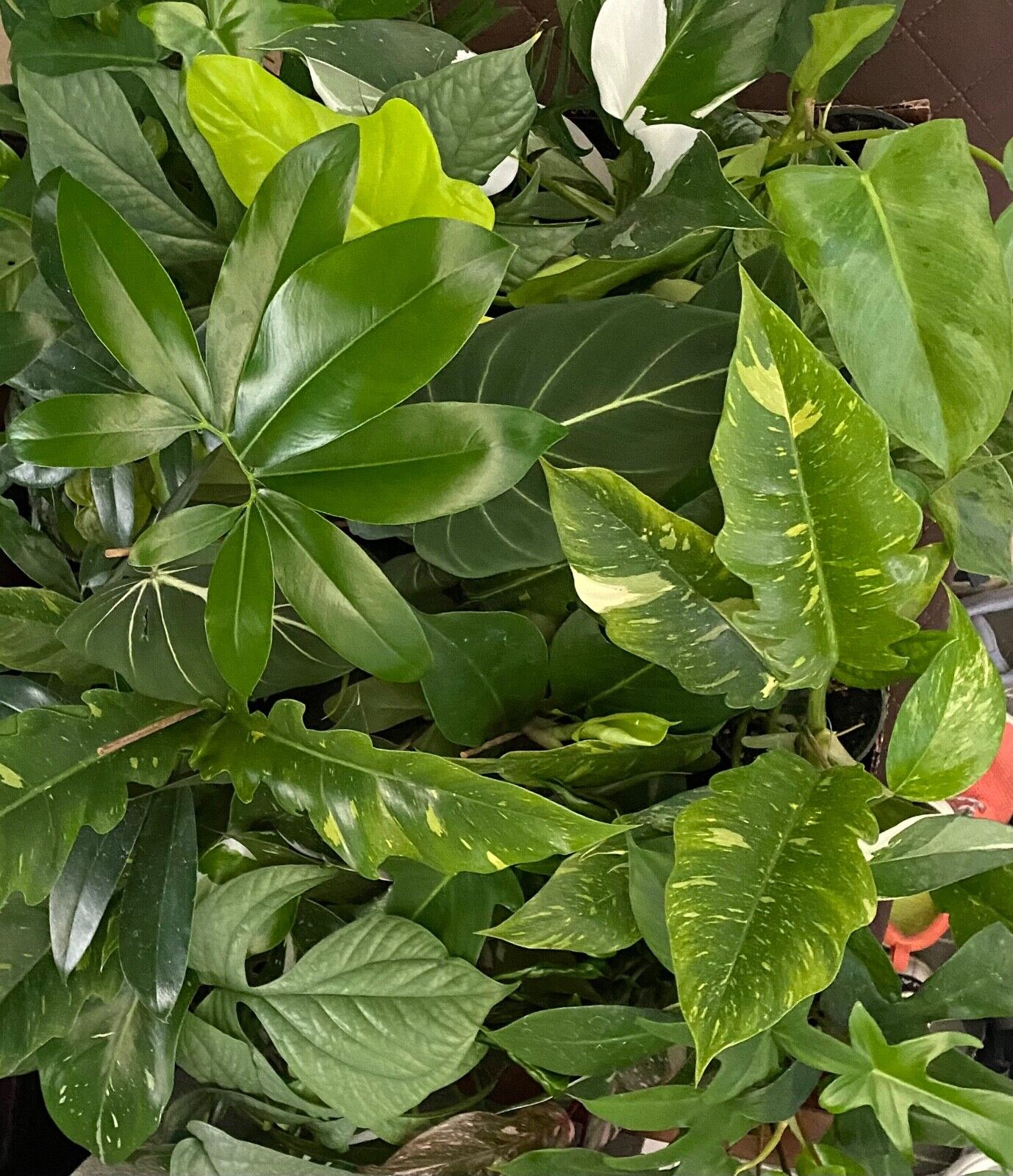Philodendron Brasil Rooted In 4" Pot From Divine Roots