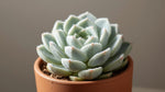 Echeveria Frosty live plant from Divine Roots — photo 9 of 10