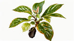 Angel Wing Begonia Medora Rooted Starter Plant live Begonia from Divine Roots