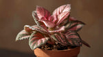 Episcia Pink Panther Rooted Starter Plant live succulent from Divine Roots